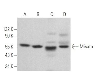 Misato Antibody (E-10) - Western Blotting - Image 371869 