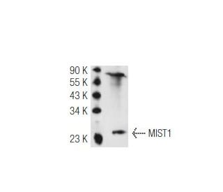 MIST1 Antibody (1H1) - Western Blotting - Image 50281 