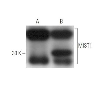 MIST1 Antibody (6E8) - Western Blotting - Image 47796 