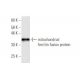 mitochondrial ferritin Antibody (6G3) - Western Blotting - Image 350321