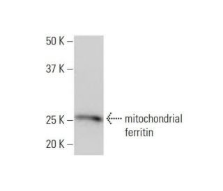 mitochondrial ferritin Antibody (6G3) - Western Blotting - Image 352226 