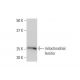 mitochondrial ferritin Antibody (6G3) - Western Blotting - Image 352226 