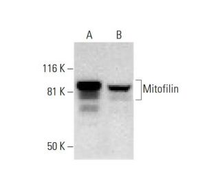 Mitofilin Antibody (B-10) - Western Blotting - Image 289564 