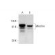 Mitofilin Antibody (B-10) - Western Blotting - Image 289564 