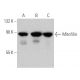 Mitofilin Antibody (B-10) - Western Blotting - Image 360090