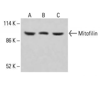 Mitofilin Antibody (B-10) - Western Blotting - Image 415131