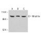 Mitofilin 抗体 (B-10):sc-390706。通过 Western blot 分析 HeLa (A)、K-562 (B) 和 HCT-116 (C)的完整细胞裂解物中线粒体蛋白表达的Western blot分析。使用的检测试剂:m-IgG Fc BP-HRP:sc-525409。  Mitofilin Antibody (B-10) - Western Blotting - Image 415131