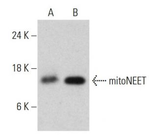 mitoNEET Antibody (AT1A8) - Western Blotting - Image 385152The Double Nickase Plasmid features a U6 promoter for sgRNA expression, a 20 nt targeting sequence, and a gRNA scaffold to guide Cas9n. It includes a CBh promoter for Cas9n (D10A) and puromycin resistance, GFP for transfection verification, and nuclear localization signals (NLS). The 2A peptide allows co-expression of Cas9n and Puro from a single promoter, enabling precise genome editing with reduced off-target effects.