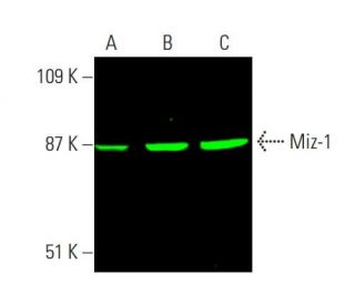 Miz-1 Antibody (B-10) - Western Blotting - Image 386745