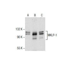 MKLP-1 Antibody (C-12) - Western Blotting - Image 286106 
