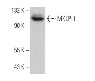 MKLP-1 Antibody (C-12) - Western Blotting - Image 361106SAM Transcription Activation: SAM system utilizing dCas9-VP64, MS2-P65-HSF1, and sgRNA for precise gene transcription activation.