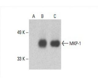 MKP-1/DUSP1 Antibody (E-6) - Western Blotting - Image 393067