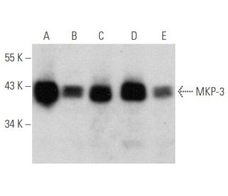 MKP-3 Antibody (F-12) - Western Blotting - Image 354782 