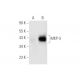 MKP-3 Antibody (G-11) - Western Blotting - Image 62669 