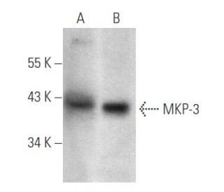 MKP-3 Antibody (G-12) - Western Blotting - Image 354781 