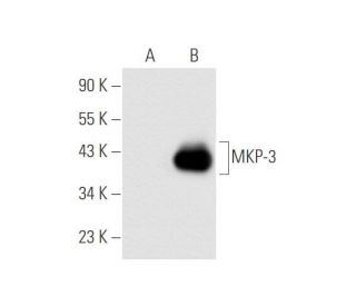MKP-3 Antibody (G-4) - Western Blotting - Image 62673 