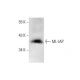 ML-IAP Antibody (A-1) - Western Blotting - Image 72921