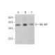 ML-IAP Antibody (E-3) - Western Blotting - Image 382126