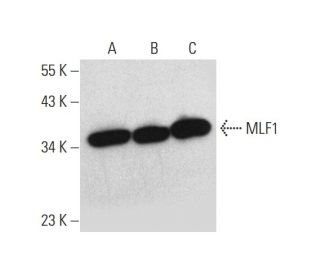 MLF1 Antibody (D-1) - Western Blotting - Image 318430 