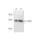 MLF2 Antibody (A-9) - Western Blotting - Image 297623 