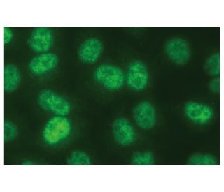 MLH1 Antibody (D-2) - Immunofluorescence - Image 114021 