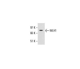 MLH1 Antibody (G168-15) - Western Blotting - Image 17794 