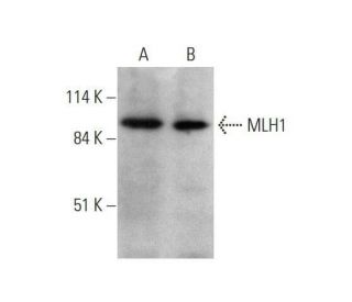 MLH1 Antibody (B-12) - Western Blotting - Image 351687