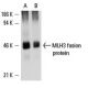 MLH3 Antibody (H-2) - Western Blotting - Image 6586 