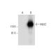 MLK2 Antibody (H-4) - Western Blotting - Image 297067