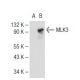 MLK3 Antibody (B-12) - Western Blotting - Image 113875