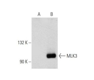 MLK3 Antibody (B-12) - Western Blotting - Image 144594 