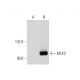 MLK3 Antibody (B-12) - Western Blotting - Image 144594 