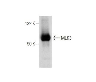 MLK3 Antibody (H-3) - Western Blotting - Image 144592 