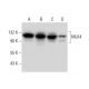 MLK4 Antibody (E-11) - Western Blotting - Image 308102 