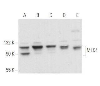 MLK4 Antibody (E-11) - Western Blotting - Image 373578 