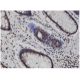 MLKL Antibody (3B2) - Immunohistochemistry - Image 346156 
