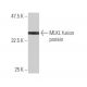 MLKL Antibody (3B2) - Western Blotting - Image 350350