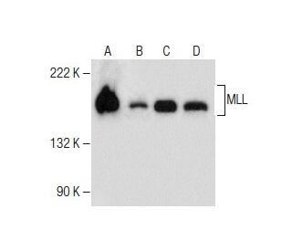 MLL Antibody (D-3) - Western Blotting - Image 282602Each CRISPR/Cas9 Knockout (KO) Plasmid product consists of a pool of 3 plasmids designed to ensure identification and cleavage of a specific gene for maximum knockout efficiency. Each plasmid encodes a unique 20 nt sequence derived from the GeCKO (v2) library.