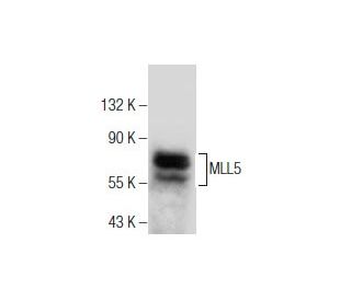 MLL5 Antibody (C-10) - Western Blotting - Image 281853 