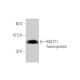 MLLT11 Antibody (2A9-1B7) - Western Blotting - Image 349514