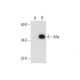 Mlx Antibody (F-12) - Western Blotting - Image 292052