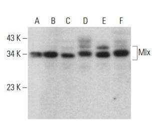 Mlx Antibody (F-12) - Western Blotting - Image 382771 