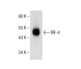 IRF-4 Antibody (E-7) - Western Blotting - Image 283891 