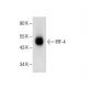 IRF-4 Antibody (E-7) - Western Blotting - Image 283891 