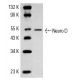 MM-142 nuclear extract: sc-2139. Western blot analysis of Neuro D...