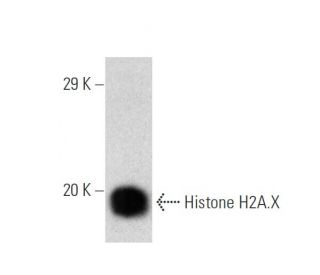 MM-142 nuclear extract: sc-2139. Western blot analysis of Histone H2A.X... 