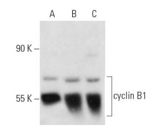 MM-142 + PMA nuclear extract: sc-2140. Western blot analysis of...