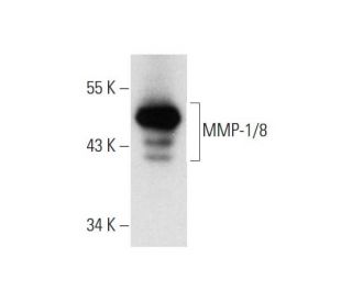 MMP-1/8 Antibody (A-7) - Western Blotting - Image 300101 