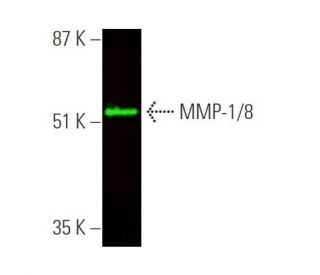MMP-1/8 Antibody (A-7) - Western Blotting - Image 375726