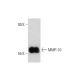 MMP-10 Antibody (LA-12) - Western Blotting - Image 144633